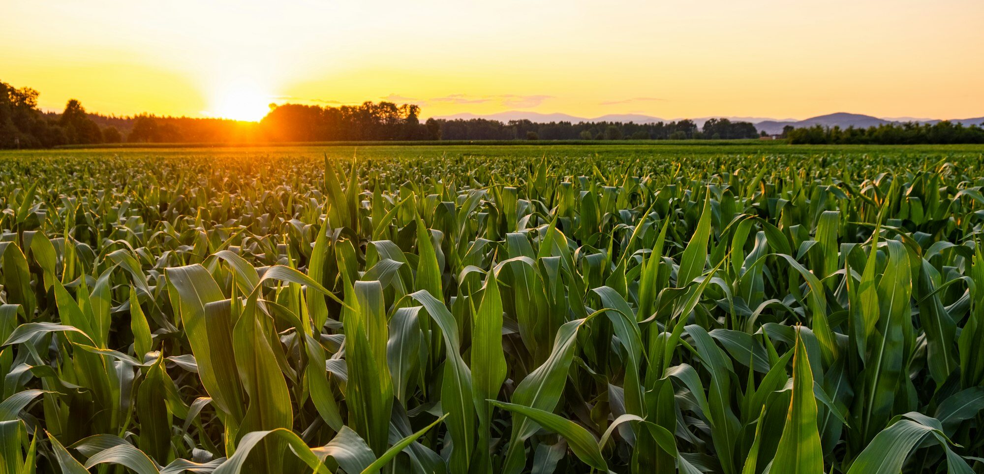 Corn agriculture. Green nature. Rural field on farm land in summer. Plant growth.