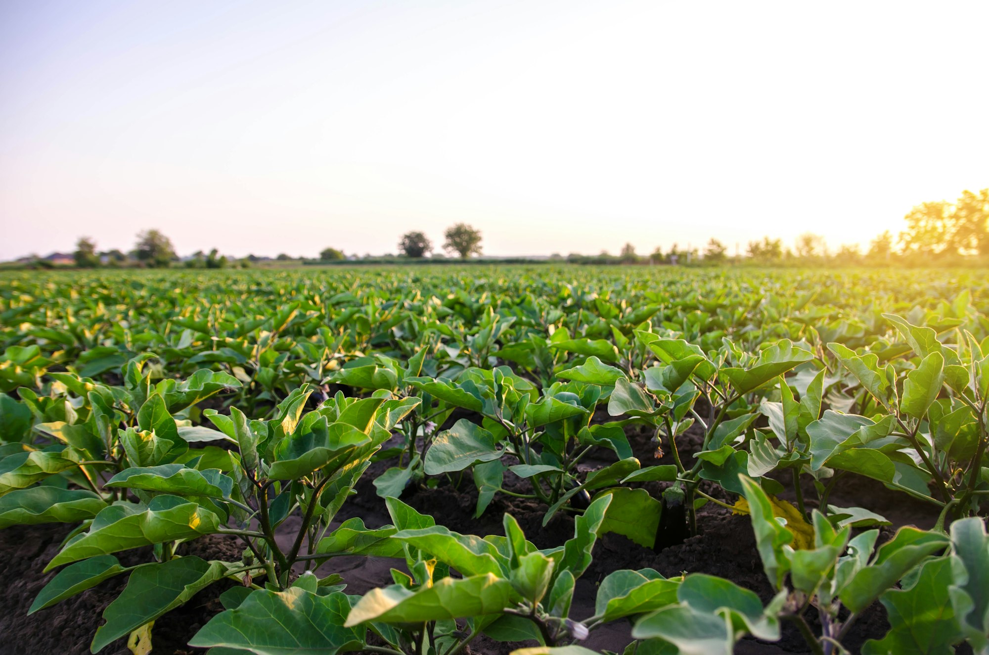 Eggplant plantation field. Agriculture, farm.