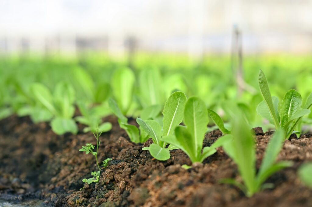 Green cos lettuce growing on the soil in clean and beautiful greenhouse farm.