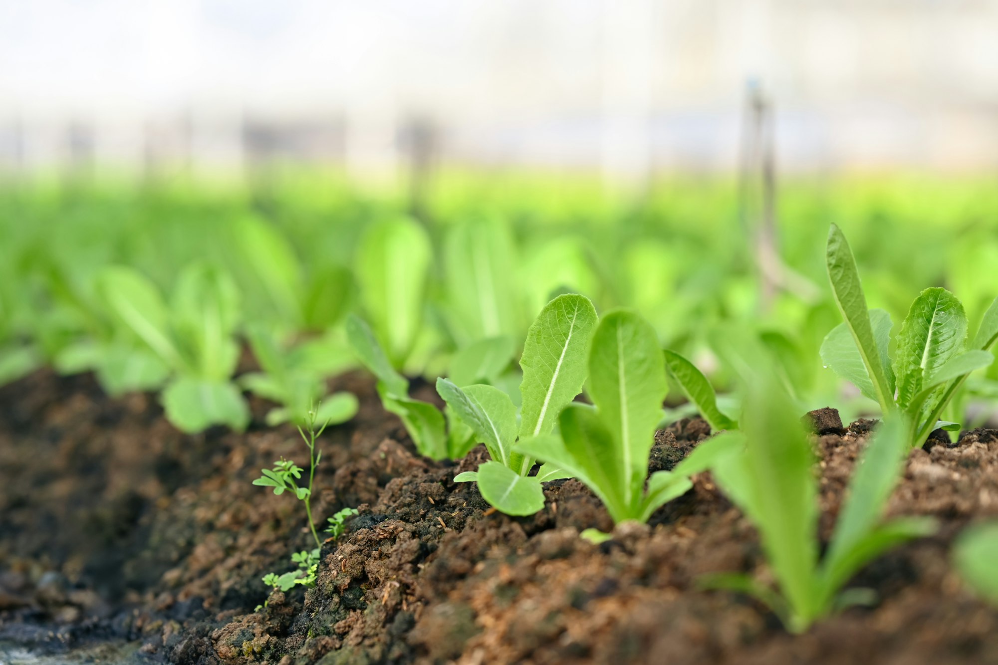 Green cos lettuce growing on the soil in clean and beautiful greenhouse farm.