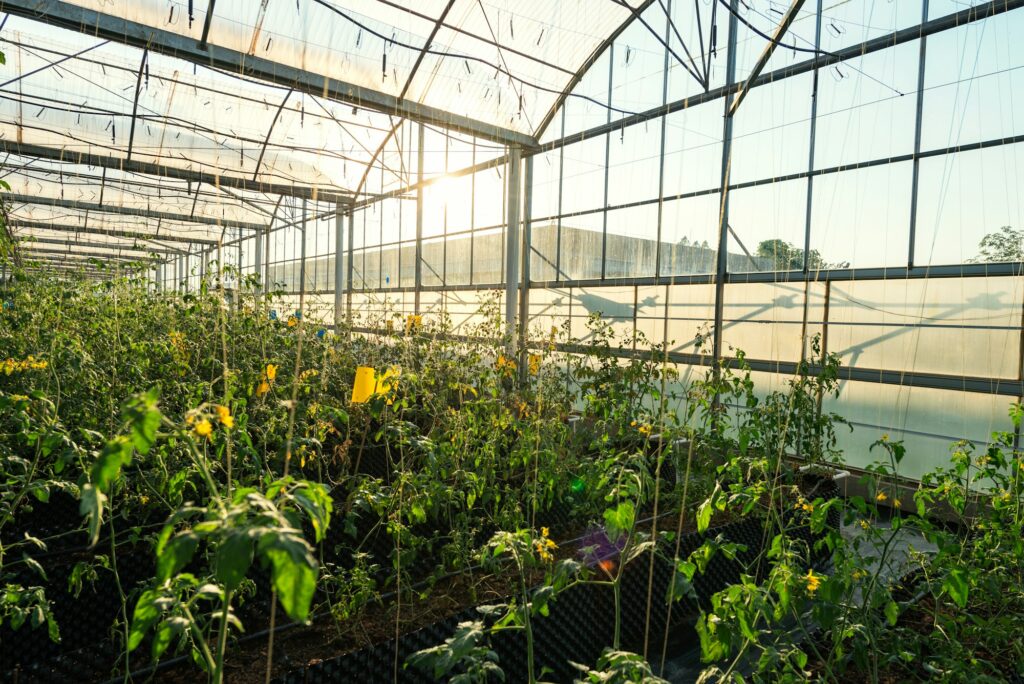 Greenhouse vegetables